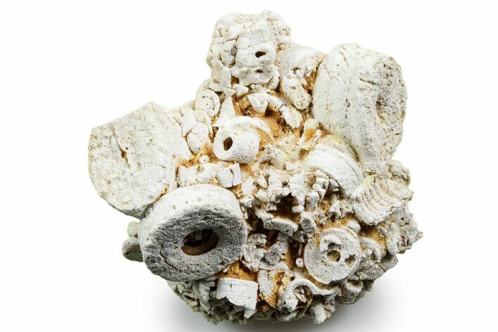 Mississippian Fossil Crinoid Stem & Cephalopod Plate - Kentucky #358651